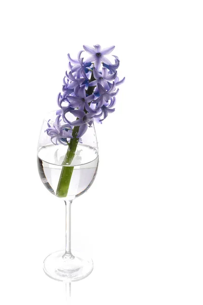 Violet Hyacinth Flowers Wine Glass — Stock Photo, Image