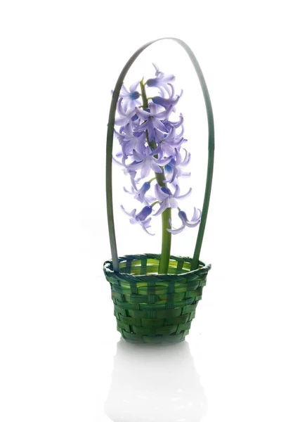 Fialová Hyacinth Květiny Zeleném Koši — Stock fotografie