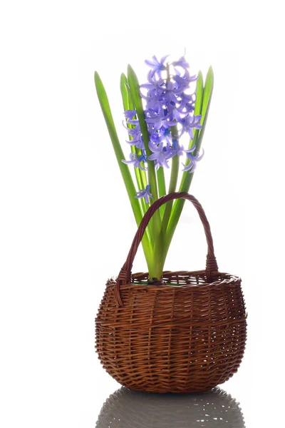Fresh Violet Hyacinth Flowers Wicker Basket — Stock Photo, Image
