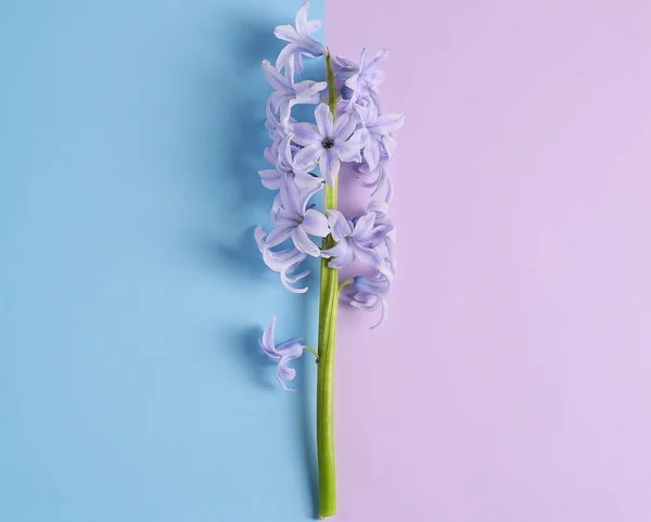 Flores Jacinto Violeta Sobre Fondo Azul Púrpura — Foto de Stock