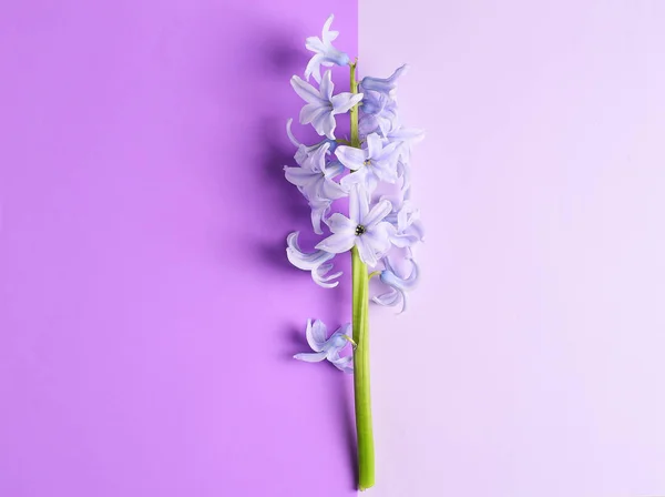 Inschrijving Hyacinten Bloemen Violette Achtergrond — Stockfoto