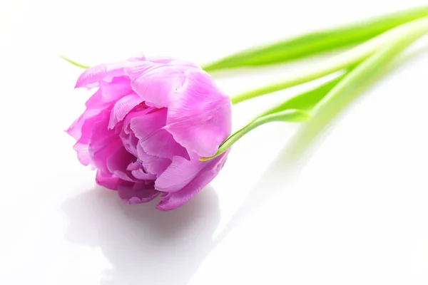 Pink Peony Flower Isolated White Background — Stock Photo, Image