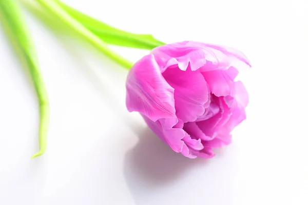 Pink Peony Flower Isolated White Background — Stock Photo, Image