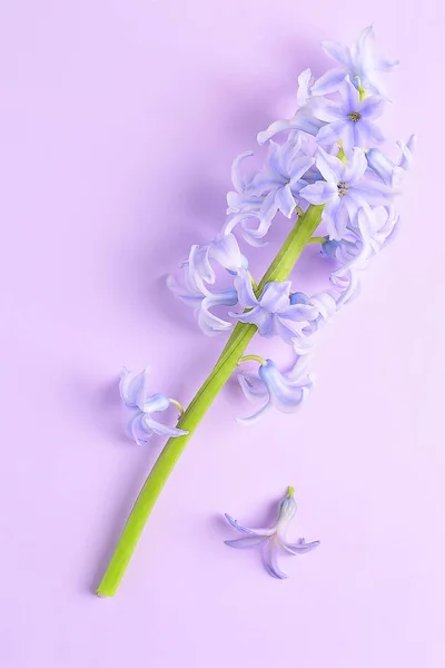 Nabídka Hyacintům Fialové Pozadí — Stock fotografie