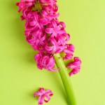 Bright pink hyacinth flowers on green background