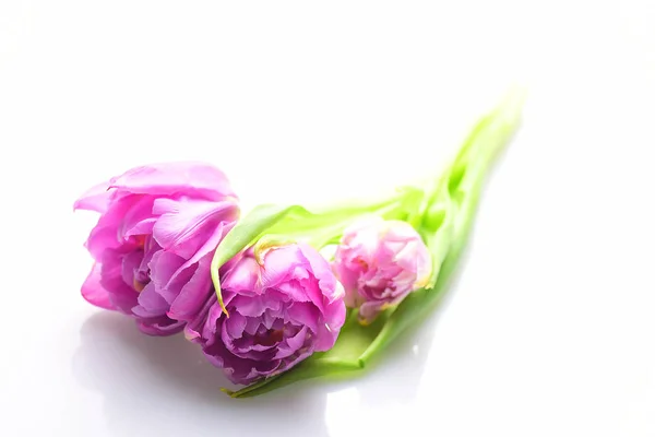 Pivoines Fleurs Isolées Sur Fond Blanc — Photo gratuite