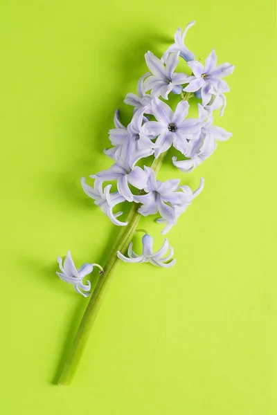 Flores Jacinto Violeta Fundo Verde Brilhante — Fotografia de Stock