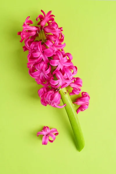 Helder Roze Bloemen Van Hyacint Groene Achtergrond — Gratis stockfoto