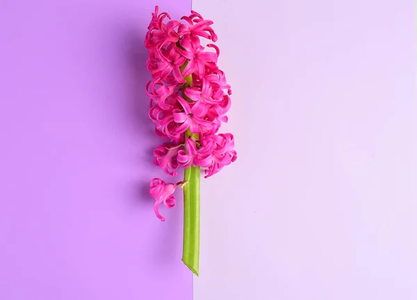 Luminosi Fiori Rosa Giacinto Sfondo Viola — Foto Stock