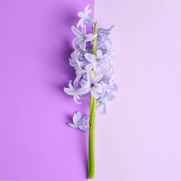 Inschrijving Hyacinten Bloemen Violette Achtergrond — Gratis stockfoto