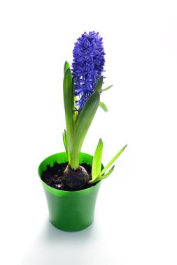 Beyaz arka planda pota Violet sümbül çiçekler