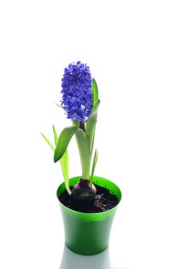 Beyaz arka planda pota Violet sümbül çiçekler