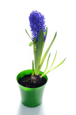 Beyaz arka planda pota Violet sümbül çiçekler