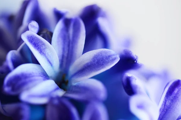 Macro Shot Fleurs Jacinthe Violette — Photo