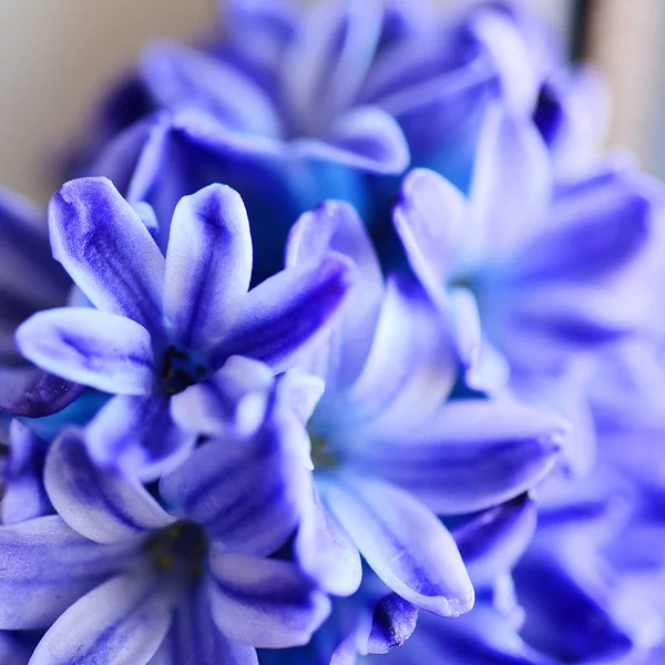 Macro Shot Fiori Giacinto Viola — Foto Stock