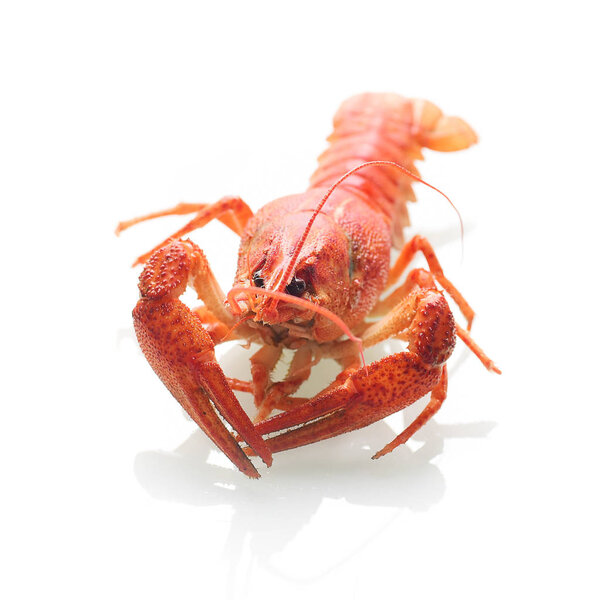 Red boiled crayfish isolated on white background