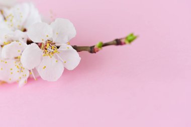 Çiçeklenme kayısı şube makro 