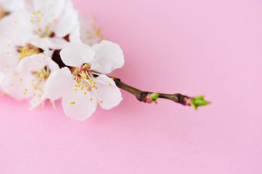 Güzel yumuşak kayısı çiçeği 