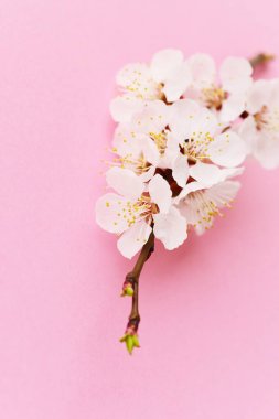 Güzel yumuşak kayısı çiçeği 