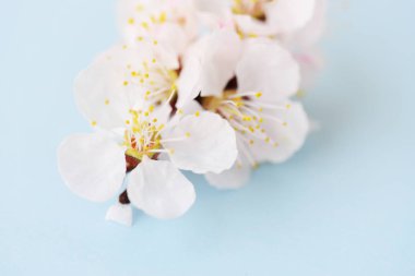 Kayısı makro meyve dalı