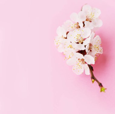 Kayısı makro meyve dalı