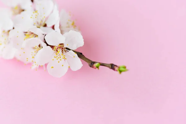 Macro Branche Abricot Fleurs — Photo
