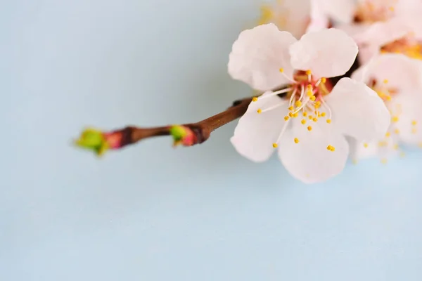 Blooming Apricot Branch Macro — Stock Photo, Image