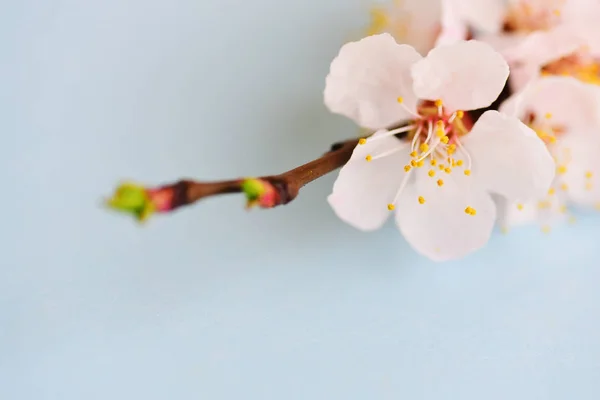 Çiçeklenme Kayısı Şube Makro — Stok fotoğraf