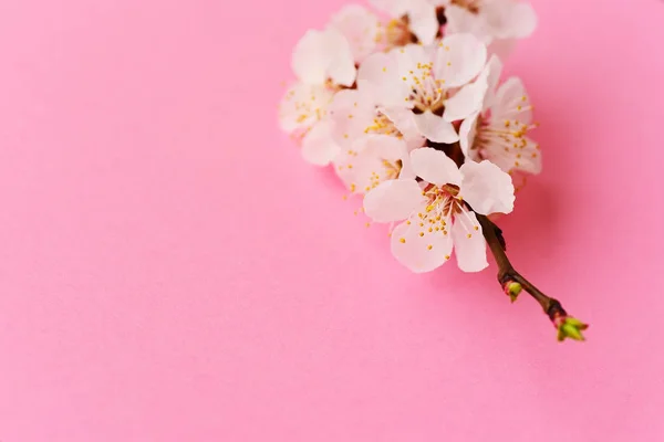 Çiçeklenme Kayısı Şube Makro — Stok fotoğraf