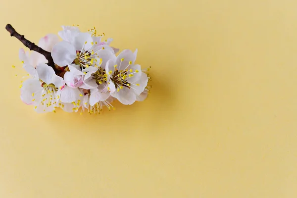Rama Floreciente Albaricoque Macro —  Fotos de Stock