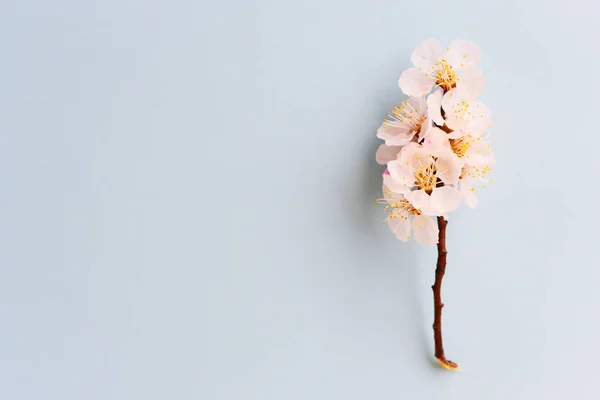 Beautiful Soft Apricot Blossom — Stock Photo, Image