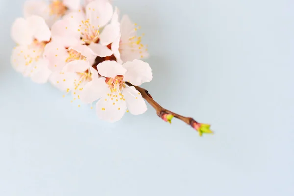 Beautiful Soft Apricot Blossom — Stock Photo, Image