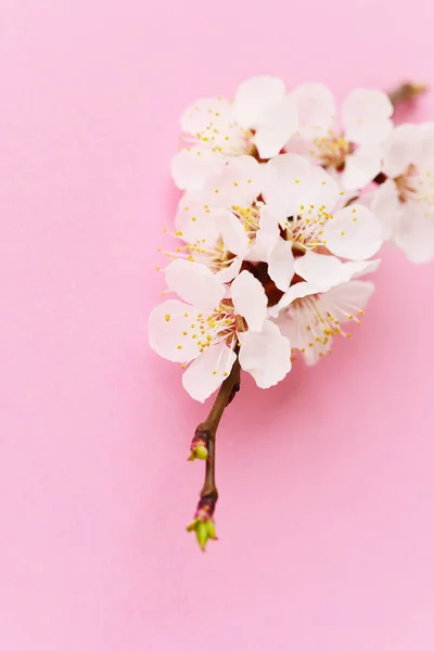 Beautiful Soft Apricot Blossom — Stock Photo, Image