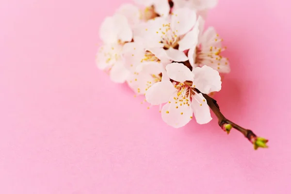 Fruit Branch Apricot Macro — Free Stock Photo