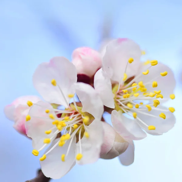 Frumoase Flori Caise Fundal Albastru Cer — Fotografie, imagine de stoc