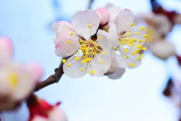 Bellissimo Fiore Albicocca Sfondo Cielo Blu — Foto Stock