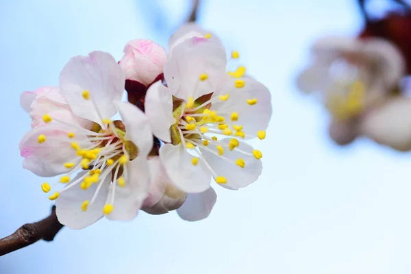 Frumoasă Floare Caise Moale — Fotografie, imagine de stoc