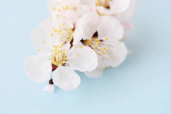 Fruit Branch Apricot Macro — Stock Photo, Image