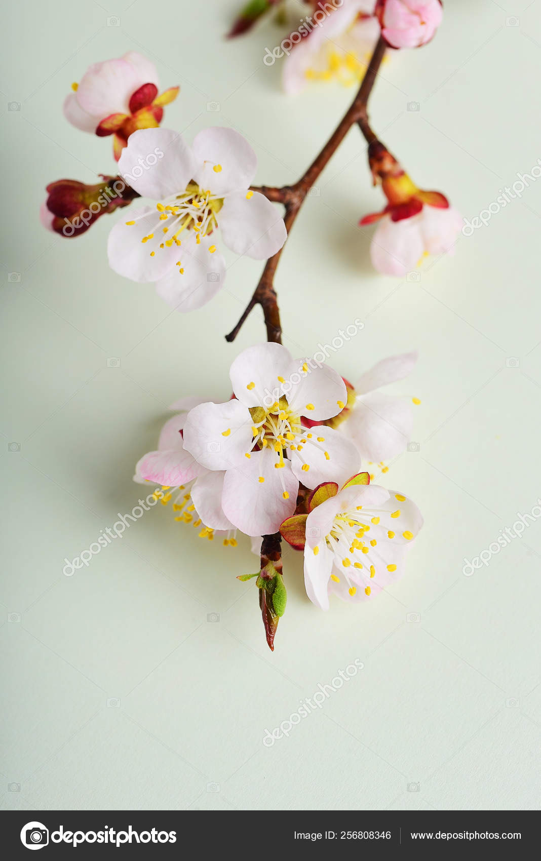 パステル調の背景に花が咲く桜の枝 Witjh 無料のストック写真 C Fineshine