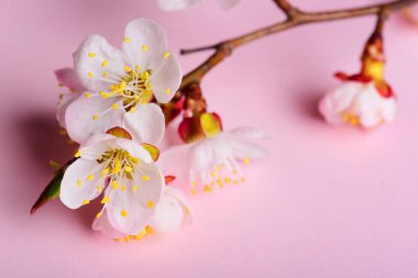 Pastel arka planda kiraz şube misafirlerimize çiçeklenme çiçekler