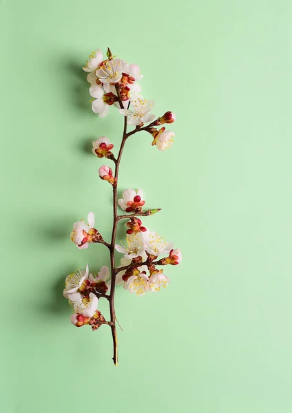 Κλαδί Κεράσι Είναι Ανθισμένα Λουλούδια Παστέλ Φόντο — Φωτογραφία Αρχείου