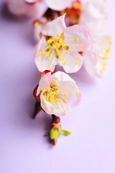 Cherry Branch Witjh Blooming Flowers Pastel Background — Free Stock Photo