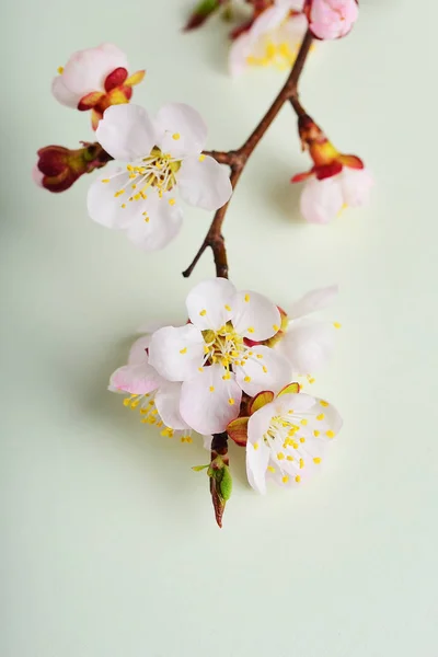 Cherry Branch Witjh Bloeiende Bloemen Pastel Achtergrond — Gratis stockfoto