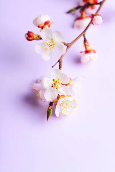 Cherry Branch Witjh Blooming Flowers Pastel Background — Free Stock Photo