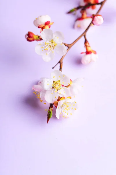 Cherry Branch Witjh Bloeiende Bloemen Pastel Achtergrond — Gratis stockfoto