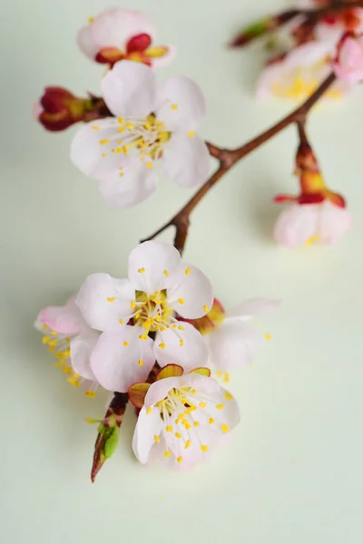 Cherry Branch Witjh Blooming Flowers Pastel Background — Stock Photo, Image