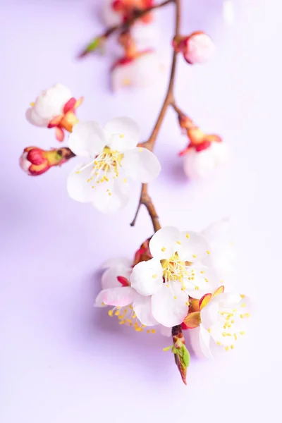 Cherry Branch Witjh Blooming Flowers Pastel Background — Stock Photo, Image