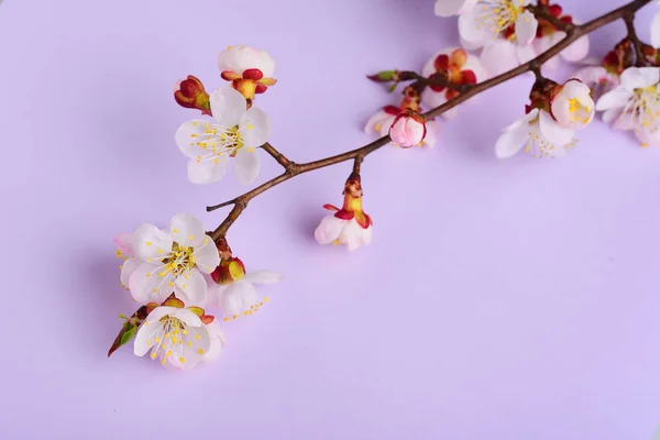 Rama Cerezo Flores Flor Witjh Sobre Fondo Pastel — Foto de Stock