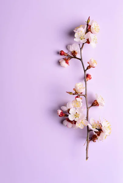 Třešňová Větev Witjh Kvetoucí Květy Pastelových Pozadí — Stock fotografie