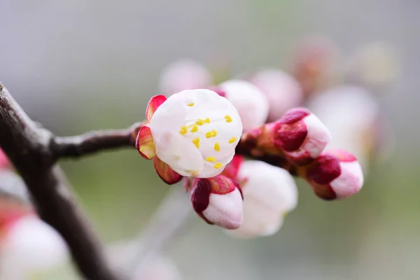 Ramo Ciliegio Witjh Fiori Fioriti Sfondo Pastello — Foto Stock